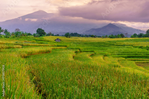 Beautiful morning view indonesia Panorama Landscape paddy fields with beauty color and sky natural light