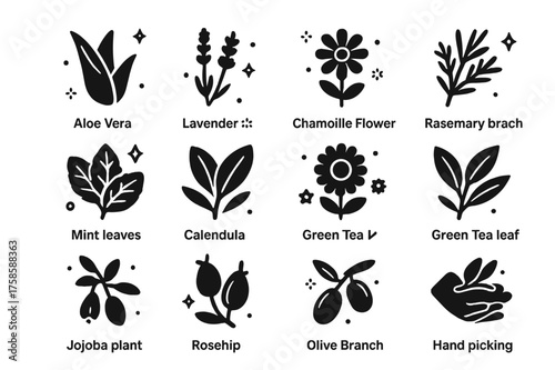 Herbal Harvest Icons. Plant Harvesting. Solid icons set of Plant Harvesting: Aloe Vera Leaf, Lavender Stem, Chamomile Flower, Rosemary Branch, Mint Leaves,