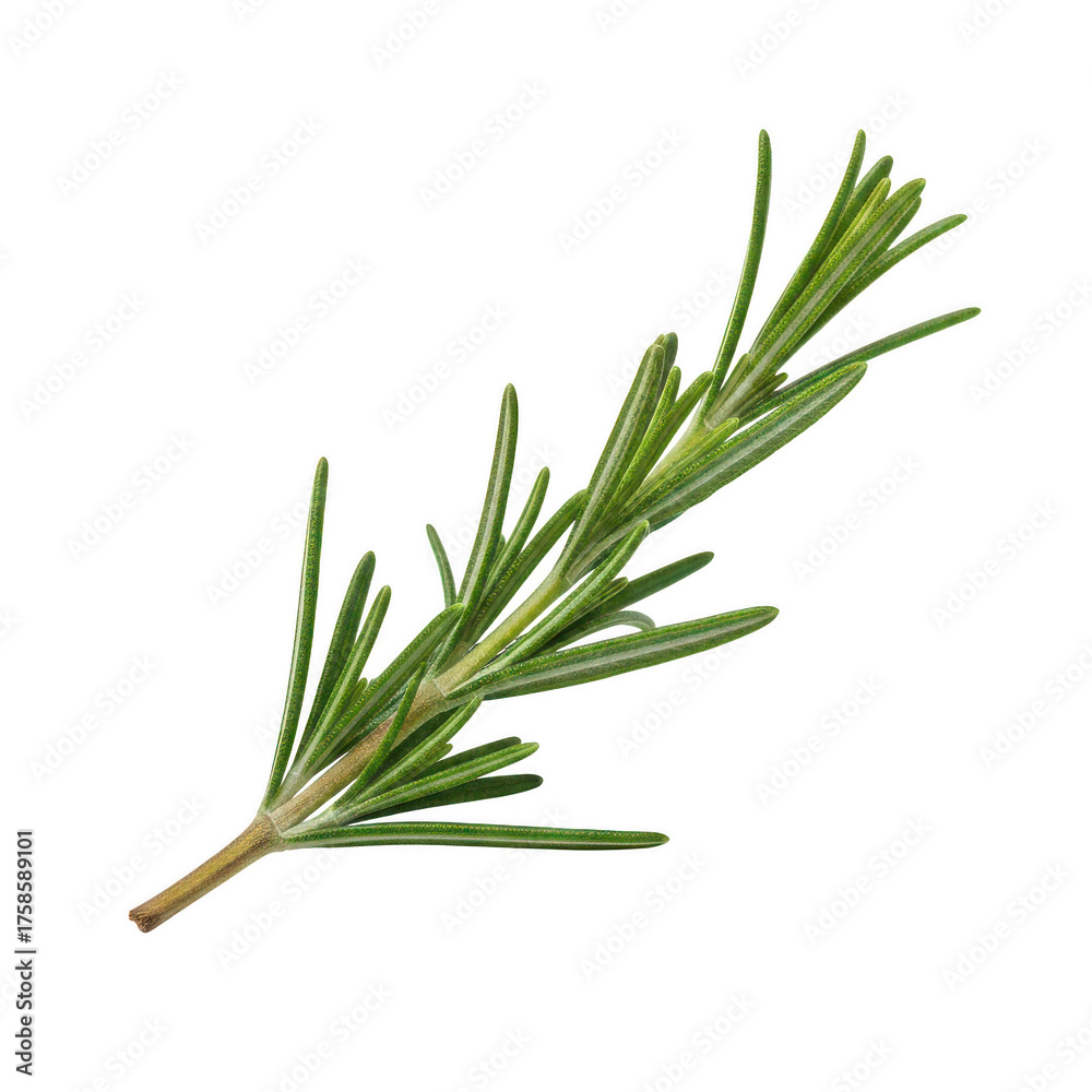 Fototapeta premium Fresh green rosemary sprig with needle-like leaves herb plant