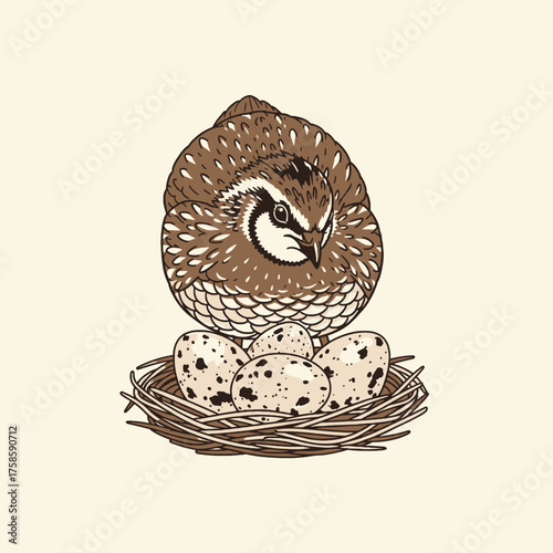 Illustration of a quail perched atop a nest filled with speckled eggs, rendered in a detailed, vintage style.