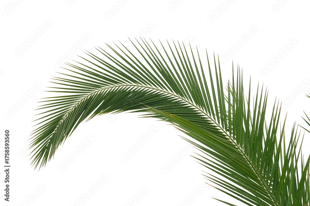 Obraz premium Vibrant green palm frond curves gracefully against a soft white sky
