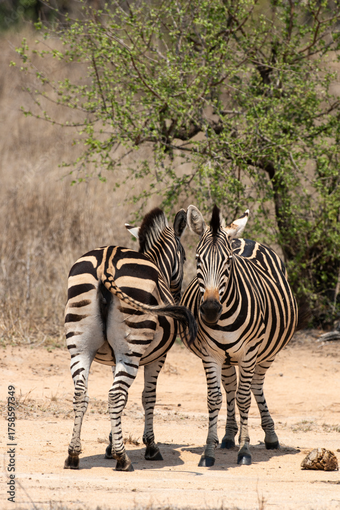 Obraz premium ZEBRE DE BURCHELL-91708.JPG