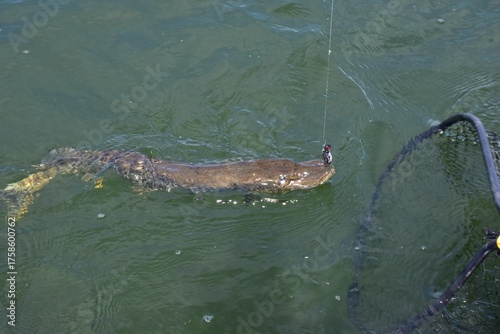 Fishing for northern pike 