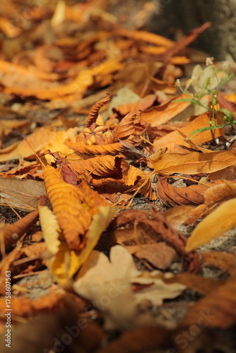 Close-up of Dry Autumn Leaves on the Ground in Warm Sunlight