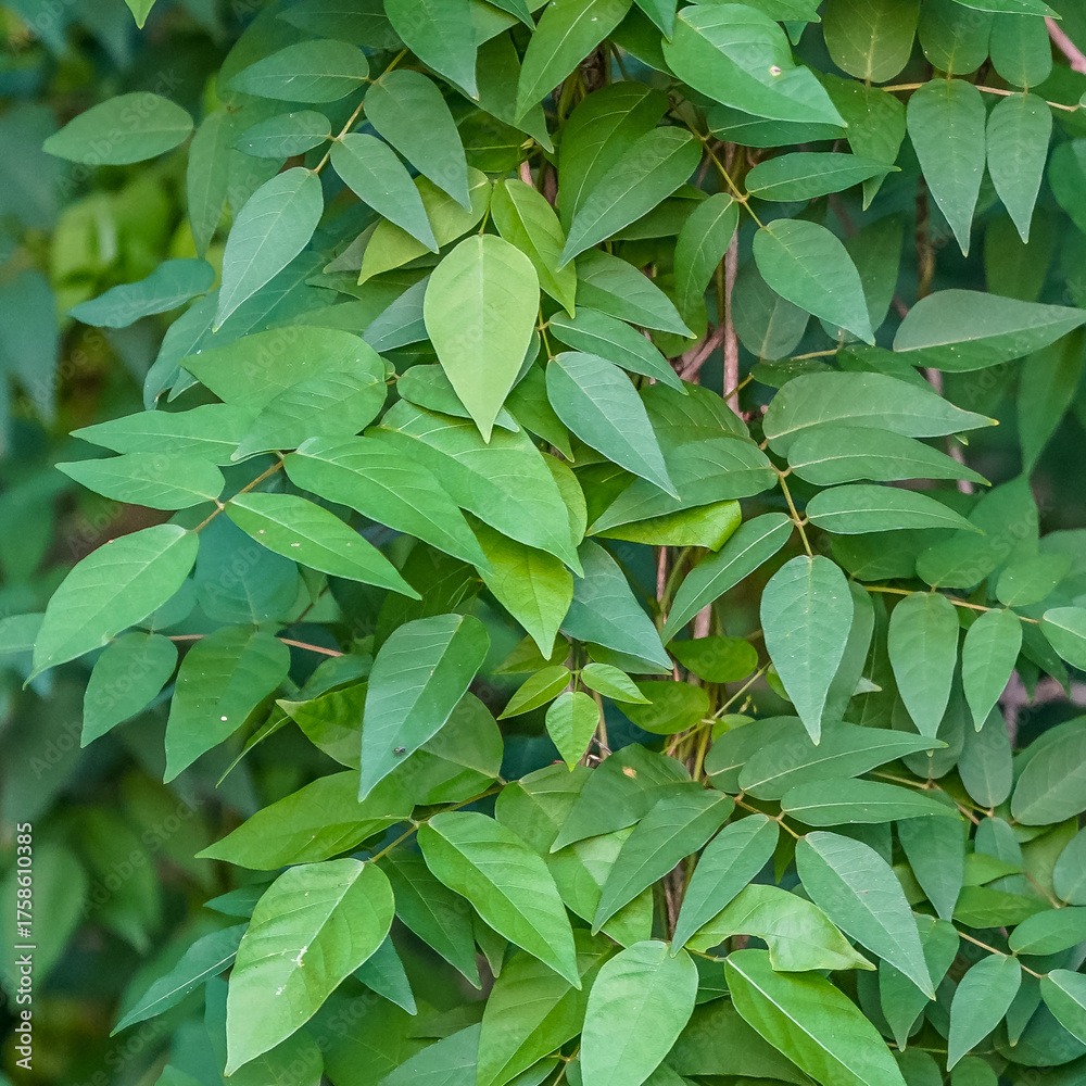 Fototapeta premium A detailed closeup photograph of many green leaves in Florida captures their natural beauty and diversity. The varying shades of green highlight the vibrancy and richness of the foliage.