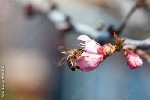 A bee on a peach blossom in early spring.