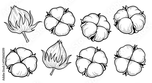 Elegant line art of cotton flowers for textile design and natural product branding, bringing a touch of purity and simplicity to your creative projects