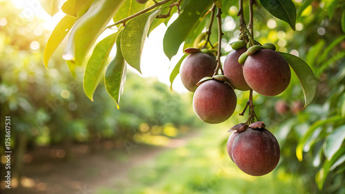 Tableau sur toile Mangosteen hanging  tree in garden, Mangosteen on tree branch in natural warm su
