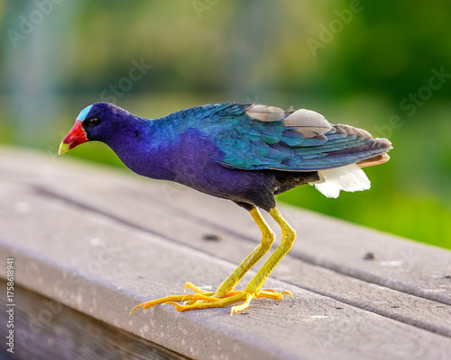 Close-Up of Purple Gallinule Standing on Ledge – Florida Wetlands