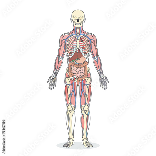 Anatomical illustration of the human body showing skeleton, muscles, and organs.