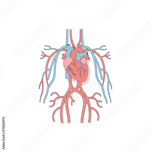 Illustration of the human heart and major blood vessels.