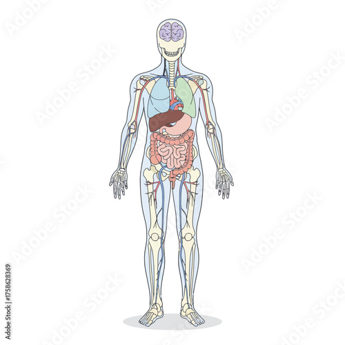 Human body anatomy with organs, skeleton, and circulatory system illustration.