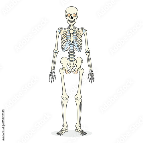 Illustration of a full human skeleton with visible bone structure.