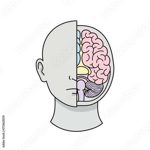 Illustration of a human head with a cutaway view showing the brain and its different sections.