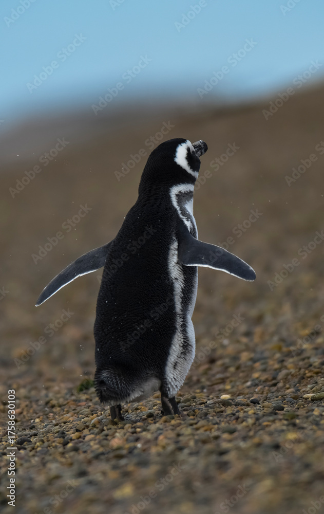 Fototapeta premium Magellanic penguin, Caleta Valdez, peninsula Valdes, Chubut Province, Patagonia Argentina