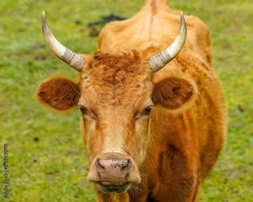 A detailed photo of an Aubrac cow, captured in closeup to showcase its distinctive features. Originally from France, Aubrac cattle have been introduced across the USA, including Florida.