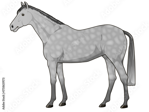 芦毛の馬（サラブレット）