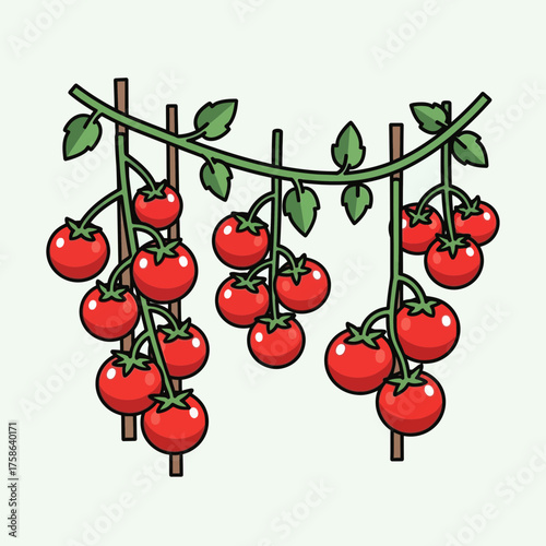 Ripe red tomatoes hang from a vine supported by stakes.