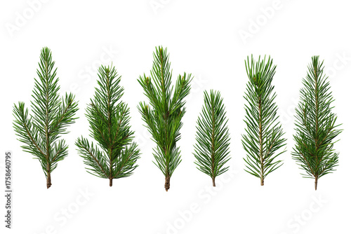 Six green pine branches with needles arranged horizontally isolated on a transparent background tree