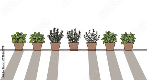 Six potted herbs lined up with cast shadows.