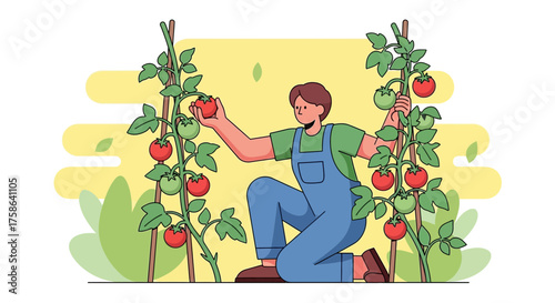 Person harvesting ripe tomatoes from plants in a garden.