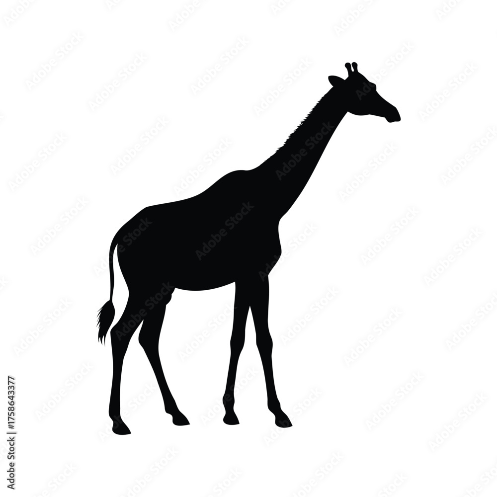 Fototapeta premium Silhouette of a majestic giraffe, isolated on a plain white background, giraffe with long shadow silhouette vector illustration