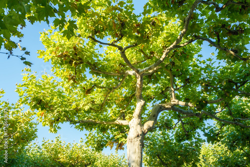 Platanus x hispanica Dachform Detail Krone