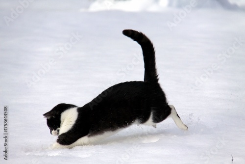 Feline playing on white surface, captured in motion.

