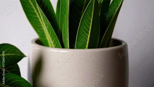 Indoor houseplant cactus and green leafy plant in a pot add a touch of nature and decoration to your home