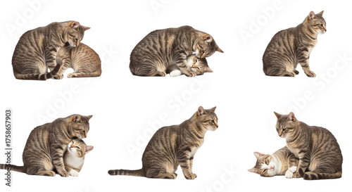 Set of six playful tabby cats interacting and resting isolated on white background, perfect for pet and animal content
