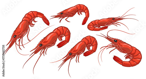 Red shrimp set featuring detailed marine creatures on white background