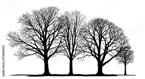 Silhouette of leafless winter trees against white background