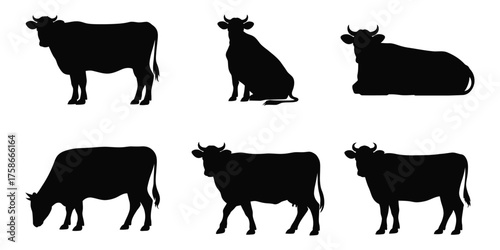 Black and White Cows in Different Poses