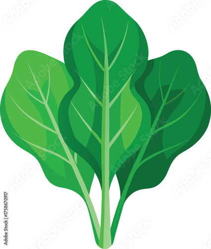 Three Green Spinach Leaves vegetable food