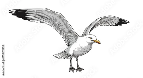 Hand drawn seagull with outstretched wings on white background