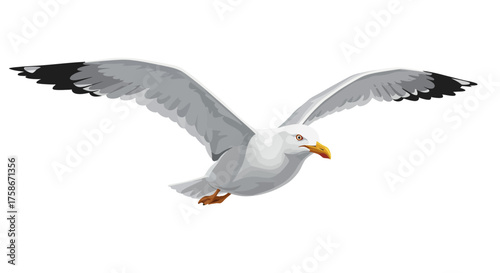 Majestic seagull in flight with outstretched wings on white background