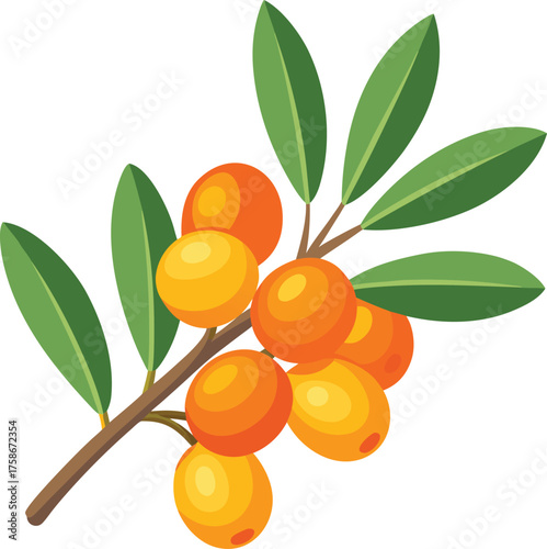 Branch with Orange Sea Buckthorn Berries and Leaves