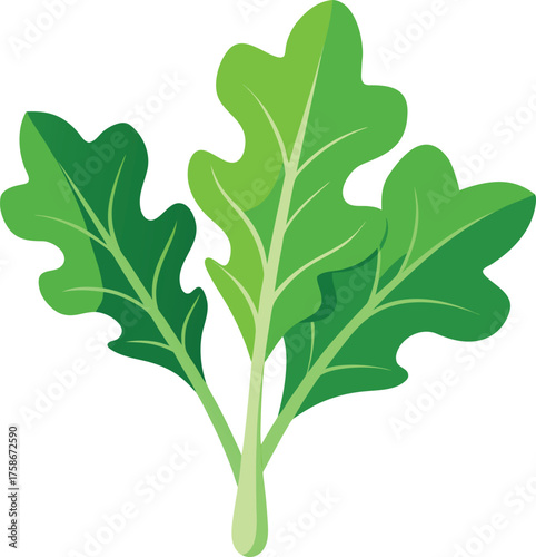 Bunch of fresh green kale leaves with veins greens