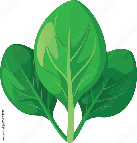 Bunch Of Fresh Green Spinach Leaves vegetable food