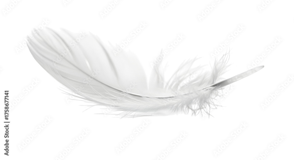 Obraz premium Single White Fluffy Feather Isolated on Transparent Background