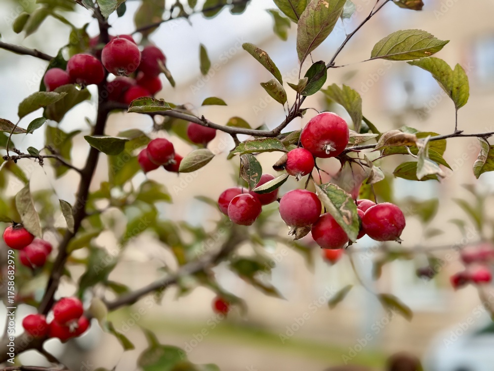 Obraz premium Branches of a crabapple tree with clusters of small, round red fruits and green leaves, photographed outdoors in autumn with soft background blur.