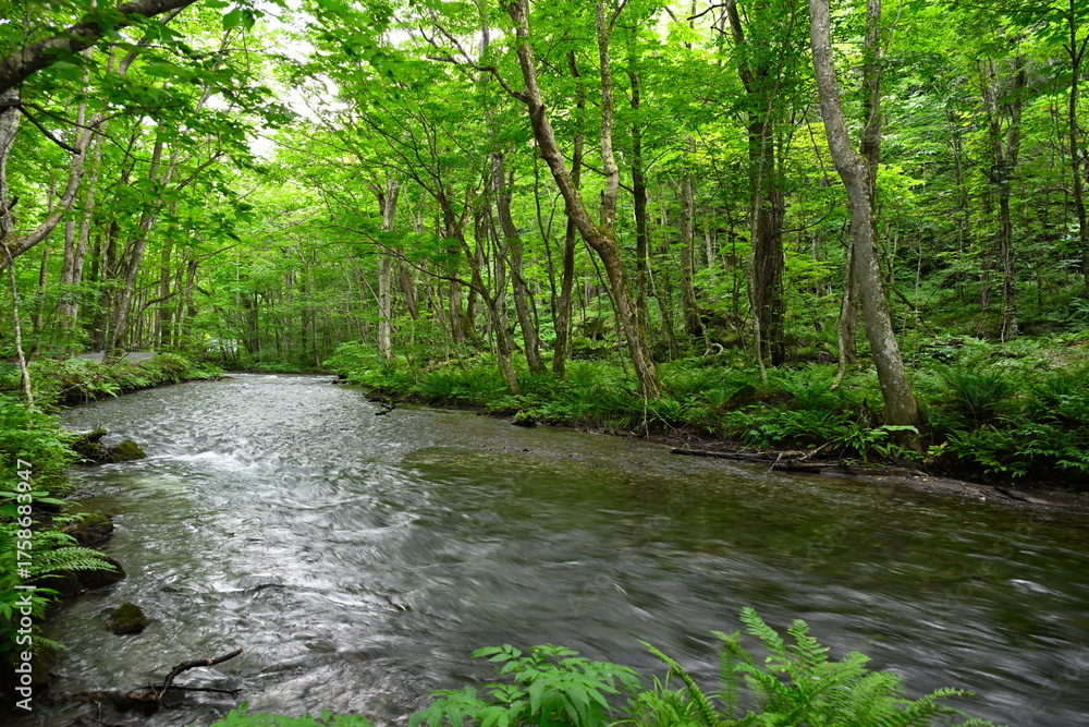 Obraz premium 奥入瀬渓谷（青森県）