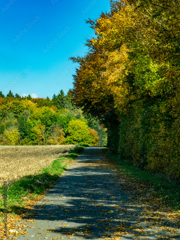 Naklejka premium Mischwald im Herbst