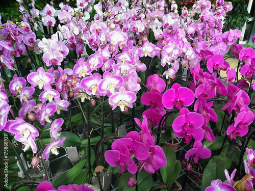 Orchid flowers on display in a shopping center