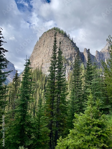 pine trees in the mountains, British Columbia, Canada