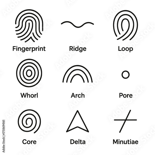 Fingerprint patterns and features: loop, whorl, arch, ridge, core, delta