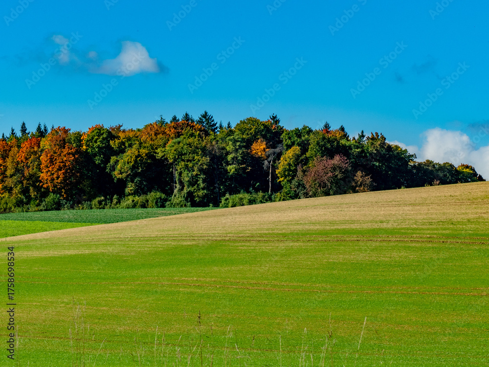Fototapeta premium Mischwald im Herbst