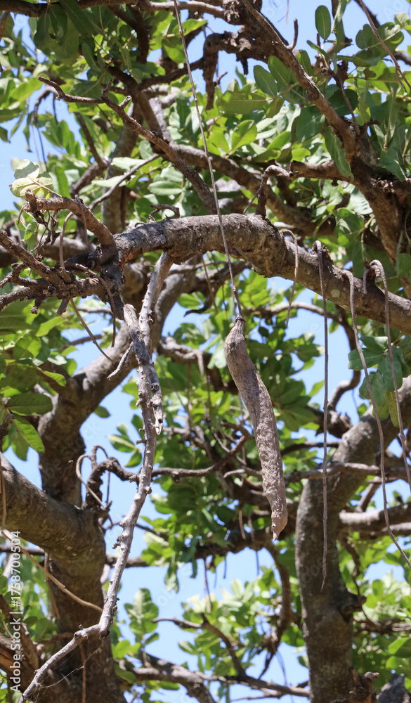 Fototapeta premium Closeup of Sausage tree fruit, Masai Mara Kenya Africa 