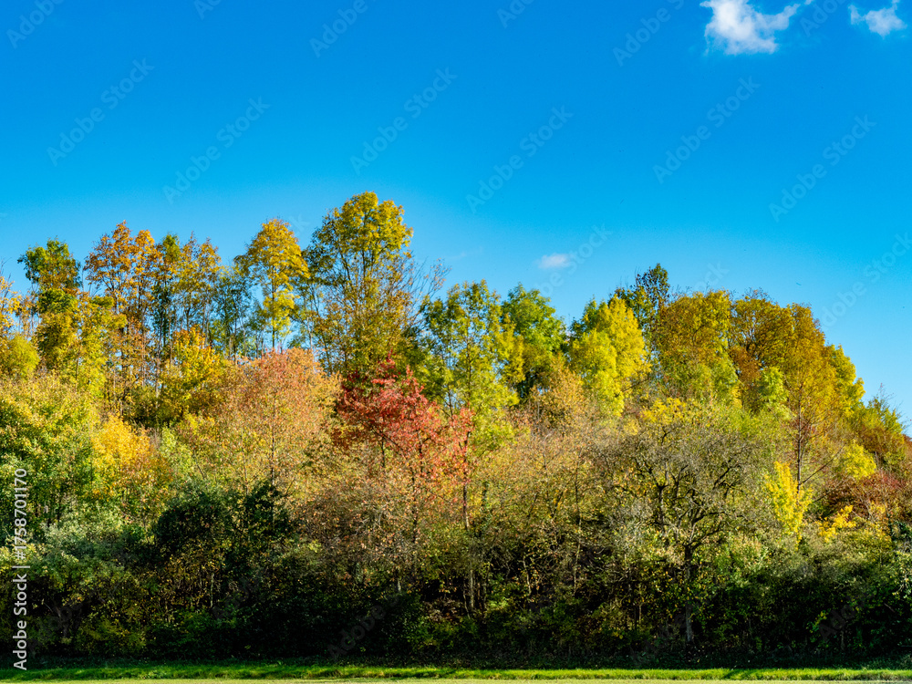 Fototapeta premium Mischwald im Herbst