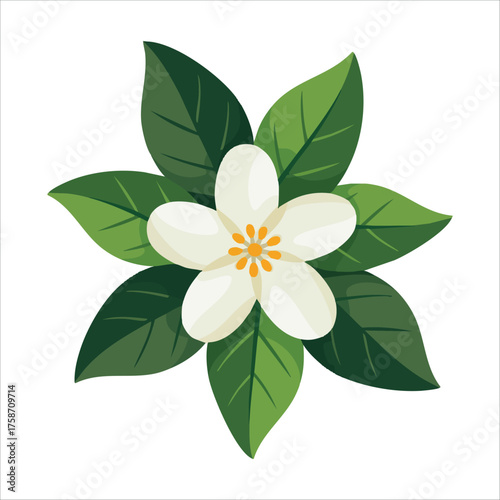 white jasmine blossom with green leaves vector art isolated on white background
